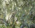 elfin forest