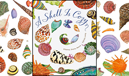 a shell is cozy