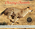 chasing cheetas