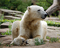 berlin zoo polar bear