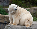 hannover zoo