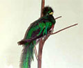 quetzal bird