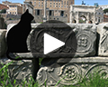 cats of rome