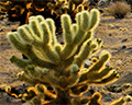 cholla cactus garden