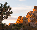 joshua tree national park