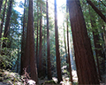 armstrong redwoods