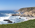 bodega head