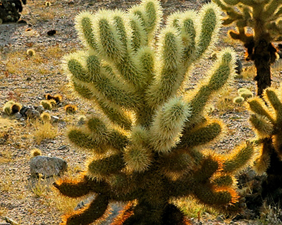 cholla cactus garden
