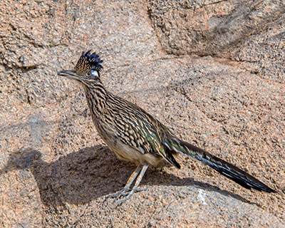 greater roadrunner