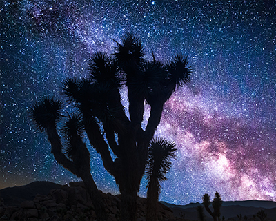 joshua tree night sky