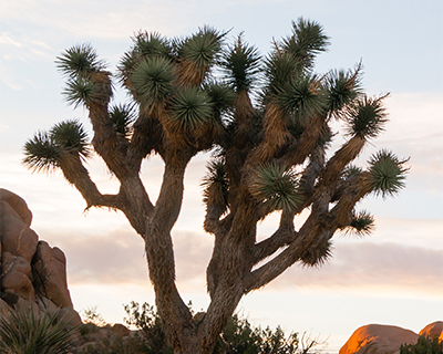 joshua tree