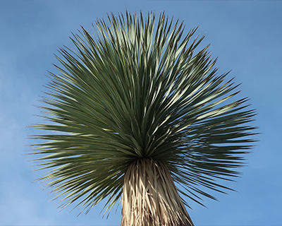 living desert zoo gardens palm springs barbed yucca
