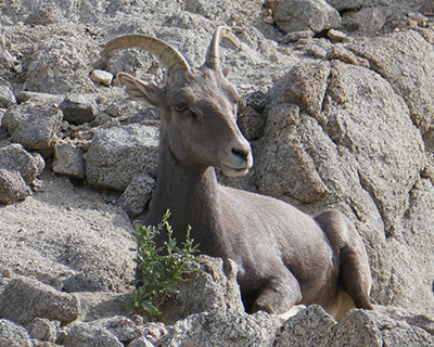 living desert zoo gardens palm springs bighorn sheep
