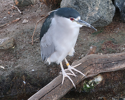 living desert zoo gardens palm springs black crowned night heron
