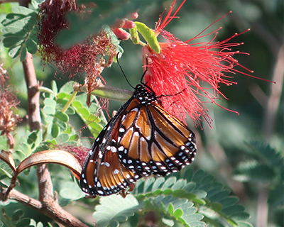 living desert zoo gardens palm springs butterfly garden