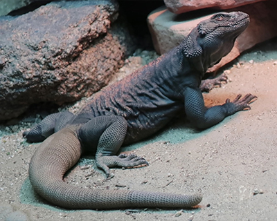 living desert zoo gardens palm springs chuckwalla