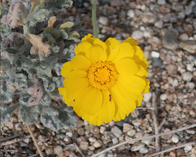 living desert zoo gardens palm springs desert marigold