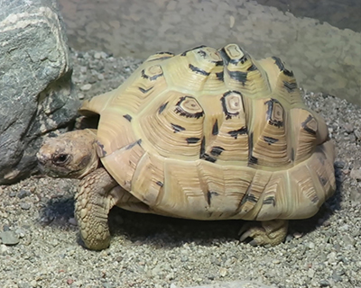 living desert zoo gardens palm springs leopard tortoise