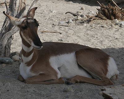 living desert zoo gardens palm springs peninsular pronghorn