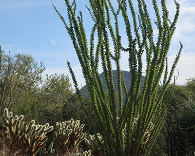 desert hike palm springs