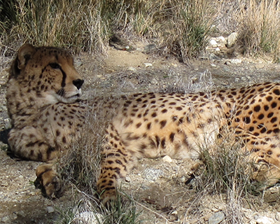 cheetah living desert zoo gardens palm springs