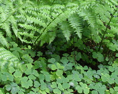 ferns and sorrel