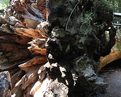 roots dyerville giant redwood
