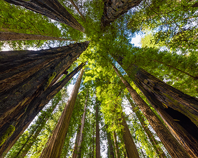 humboldt redwoods state park
