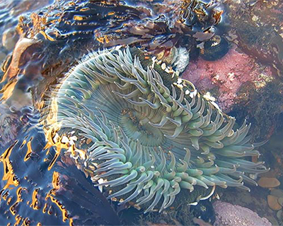 sea anemone duxbury reef