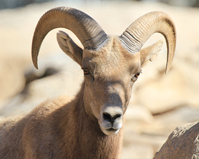 san diego zoo bighorn sheep