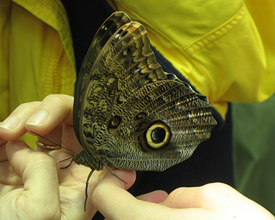 california academy sciences rainforest butterfly