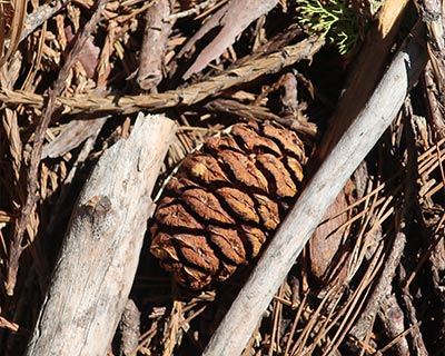 cone giant sequoia