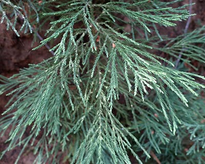 giant sequoia seedling