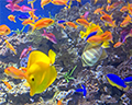 birch aquarium la jolla