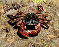 shore crab