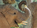 elephant valley