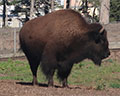 bison golden gate park