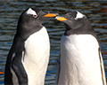 edinburgh zoo penguins.