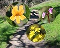 bartholomew park wildflowers