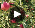 apple pressing video