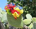 sonoma fiesta