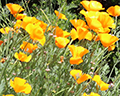 sonoma california poppies