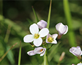 milkmaid wildflower