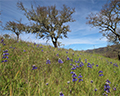 sonoma valley regional park