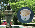 sweet scoops