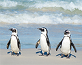 cape town penguins