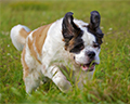 st bernard dog