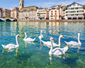 swans lake zurich