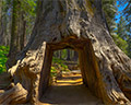 tunnel tree