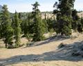 Carcross Desert